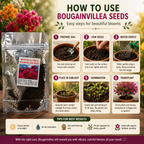 Mix Colour Bougainvillea Flower Seeds For Home Garden