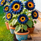 Blue Flame Sunflower Seeds + Organic Pot Mix Combo  | 30+ Premium Seeds | Easy to Grow