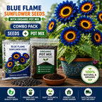 Blue Flame Sunflower Seeds + Organic Pot Mix Combo  | 30+ Premium Seeds | Easy to Grow