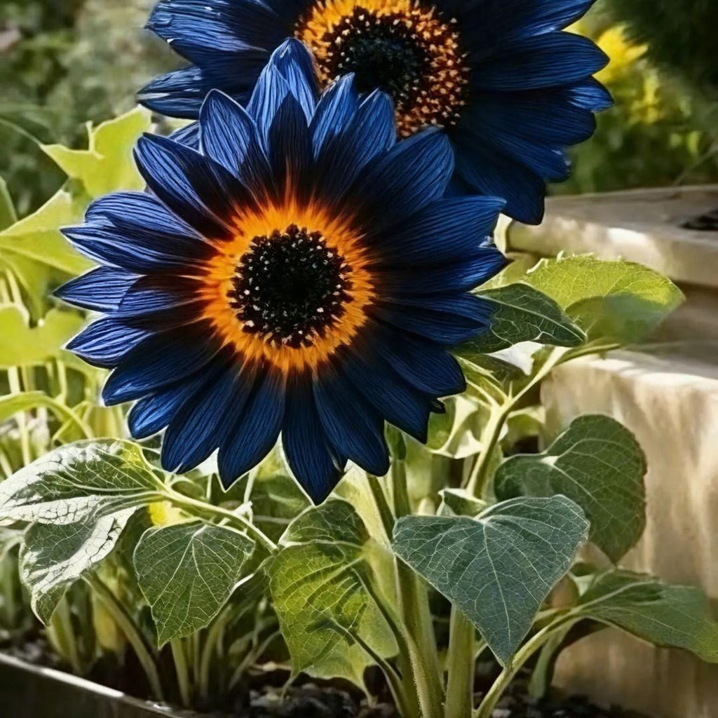 Blue Flame Sunflower Seeds + Organic Pot Mix Combo  | 30+ Premium Seeds | Easy to Grow