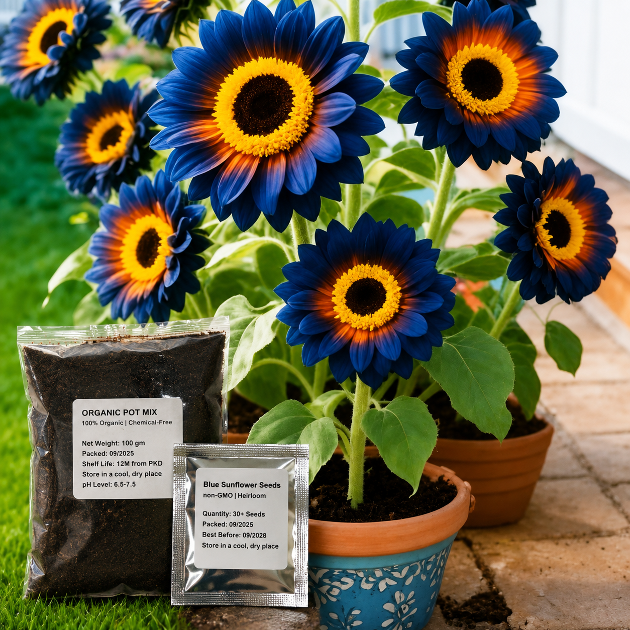 Blue Flame Sunflower Seeds and organic pot mix